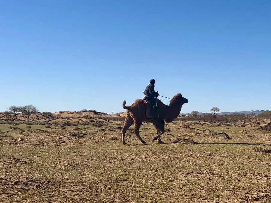 Nomadic herder on his camel