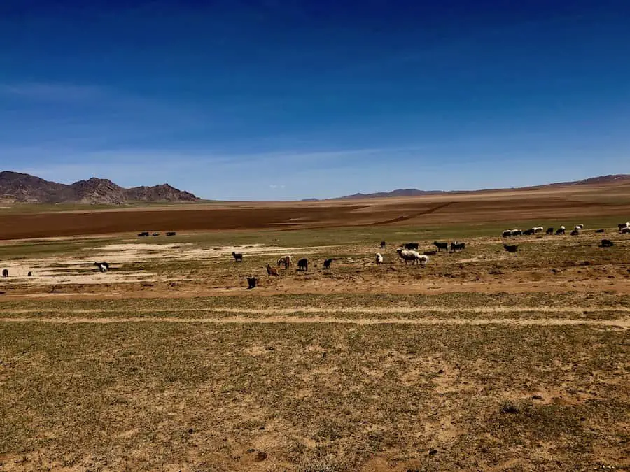 Herds grazing in Mongolia.