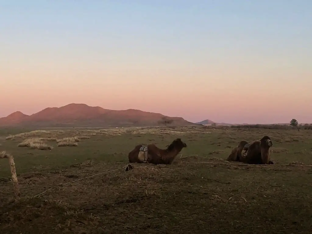 Camels at sunset, Mongolia