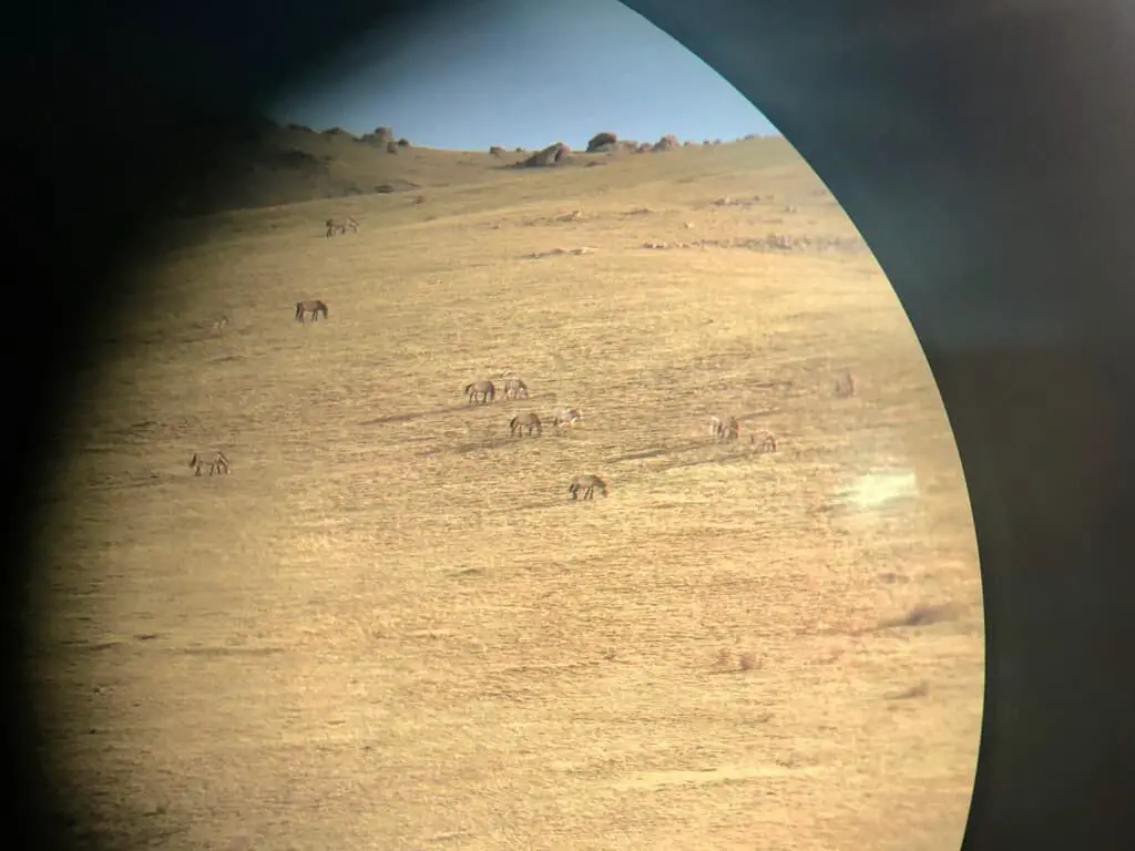 View of Przewalski horses through binoculars.