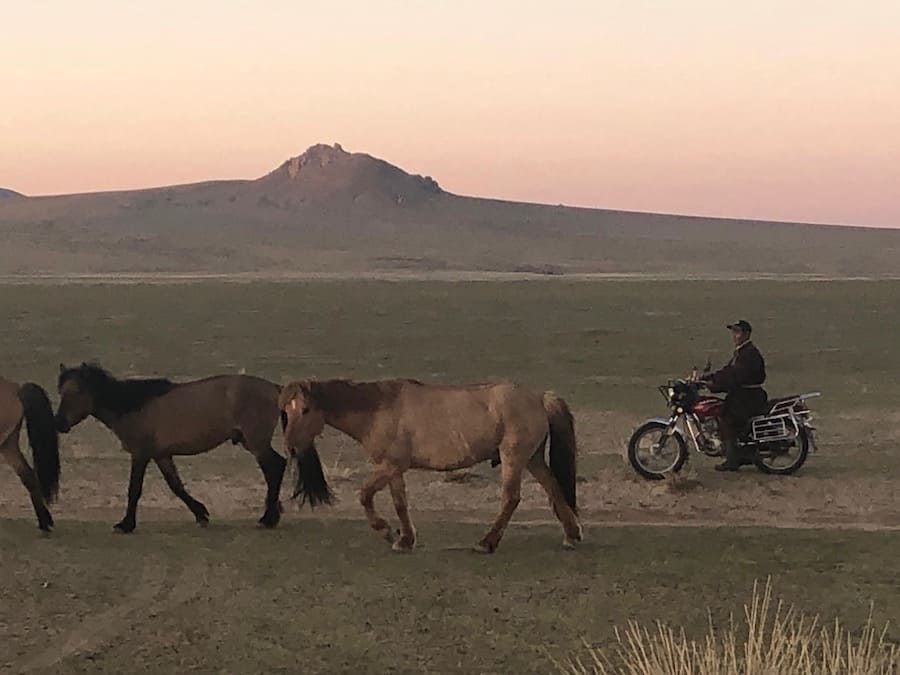 Rounding up the horses on the dirt bike, Gobi Desert, Mongolia.