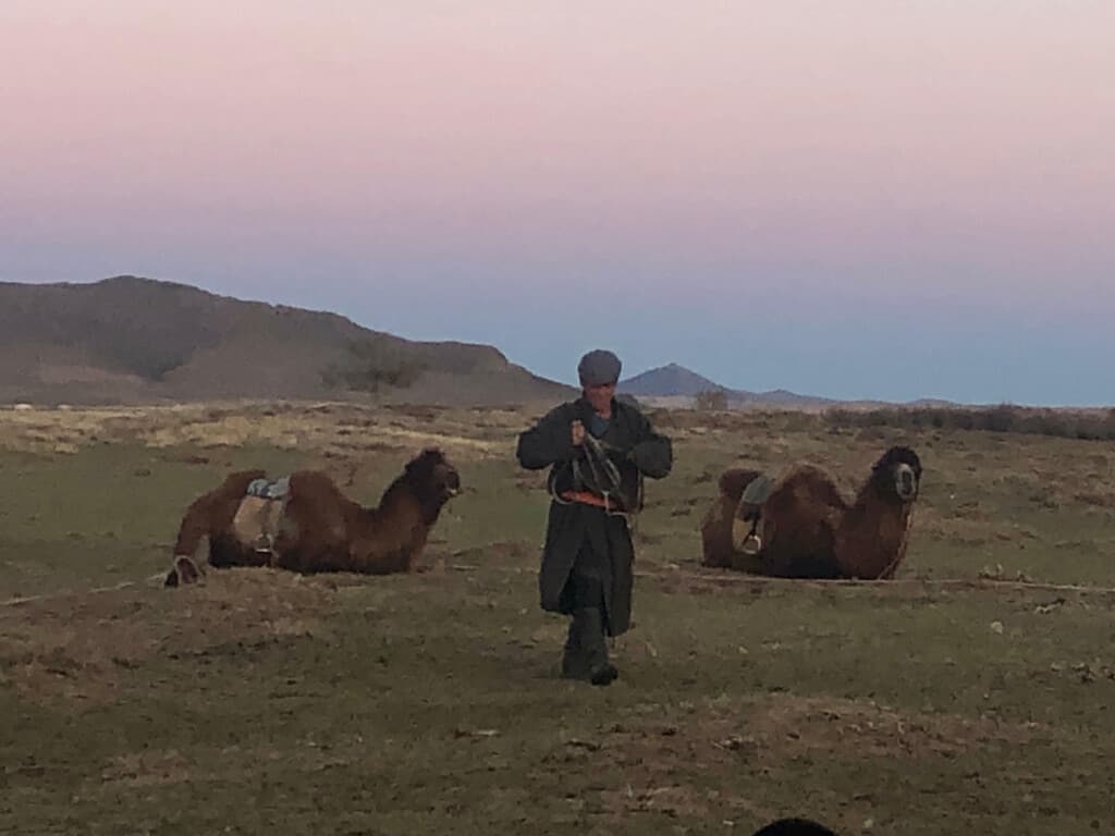 Mongolian Herder With His Camels