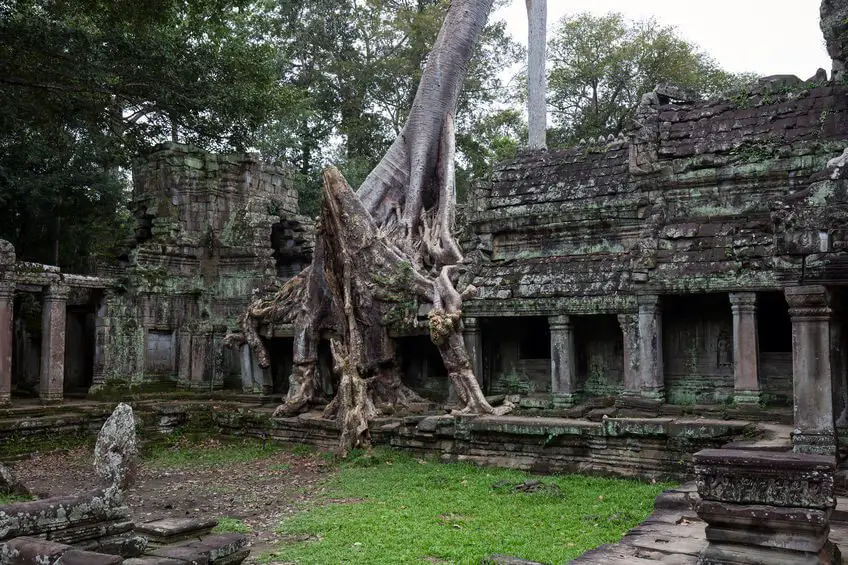 Angkor Wat With Trees Growing Out of It