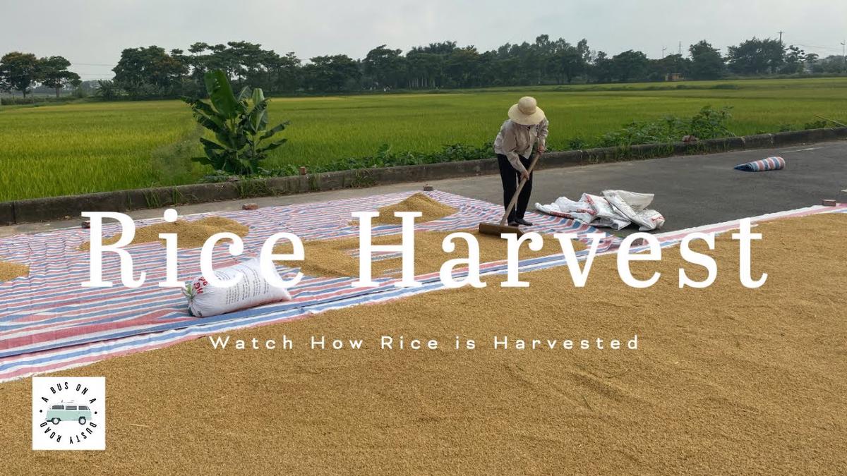 'Video thumbnail for The Rice Harvest in Vietnam'