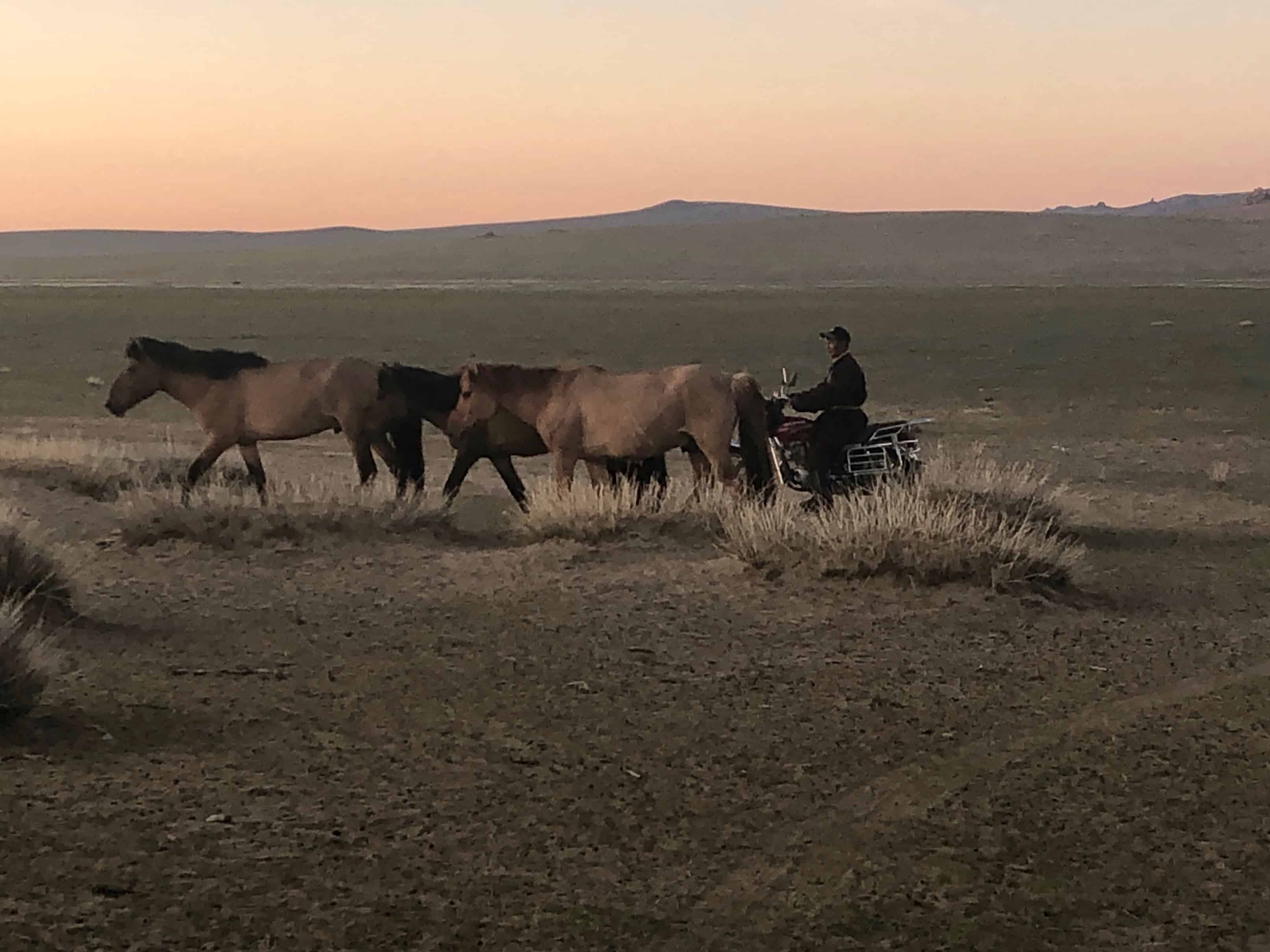 Nomad rounding horses