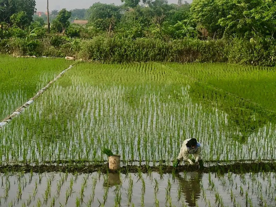 Planting rice in Vietnam