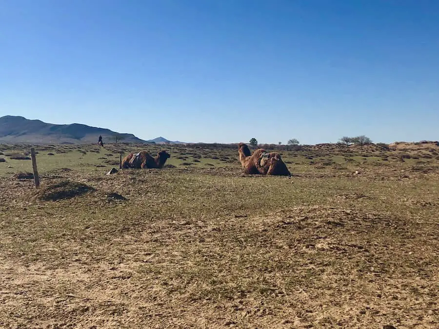 Camels in the Gobi Desert