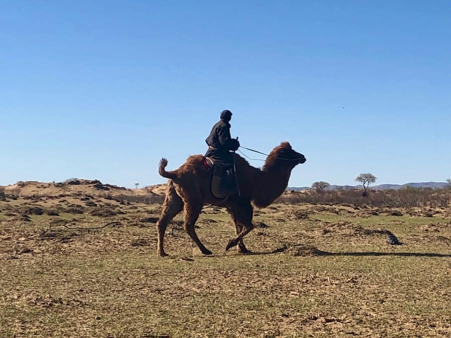Camel Riding - Mongolia