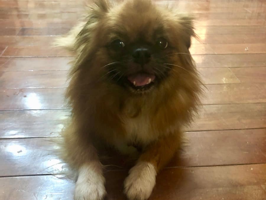 Dragon, Tibetan Spaniel