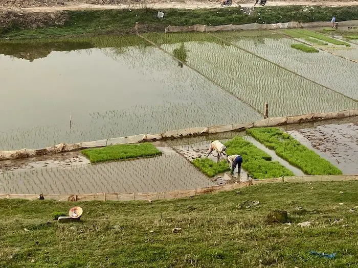 Rice Fields outside Hanoi, Vietnam