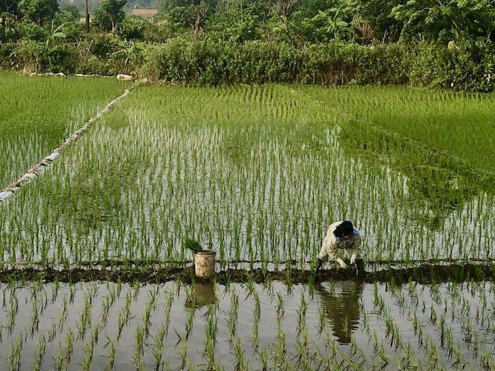 Planting Rice Outside Hanoi, Vietnam