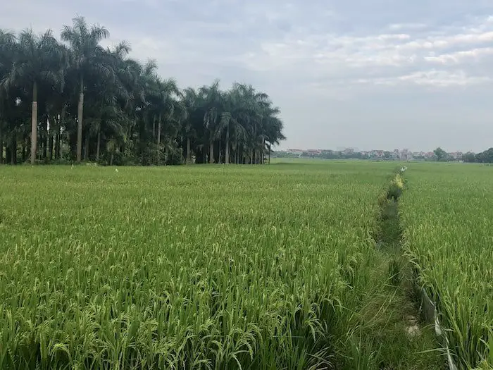 Rice Fields in Vietnam