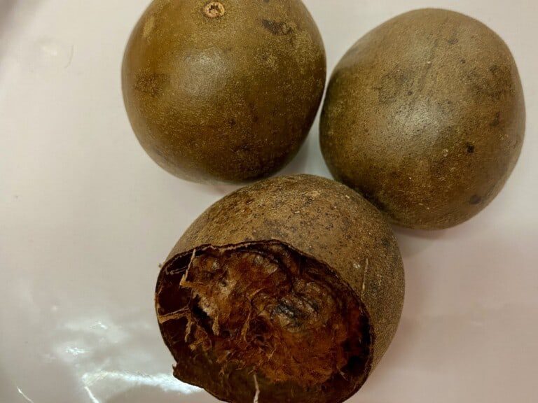 The Best Sugarfree Homemade Chocolate Coconut Ice Cream Recipe A Bus