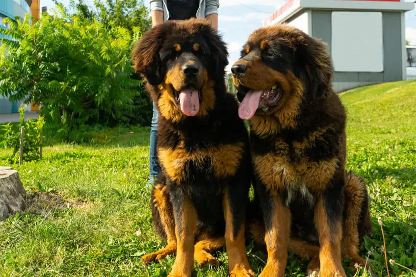 A pair of Tibetan Mastiff puppies.