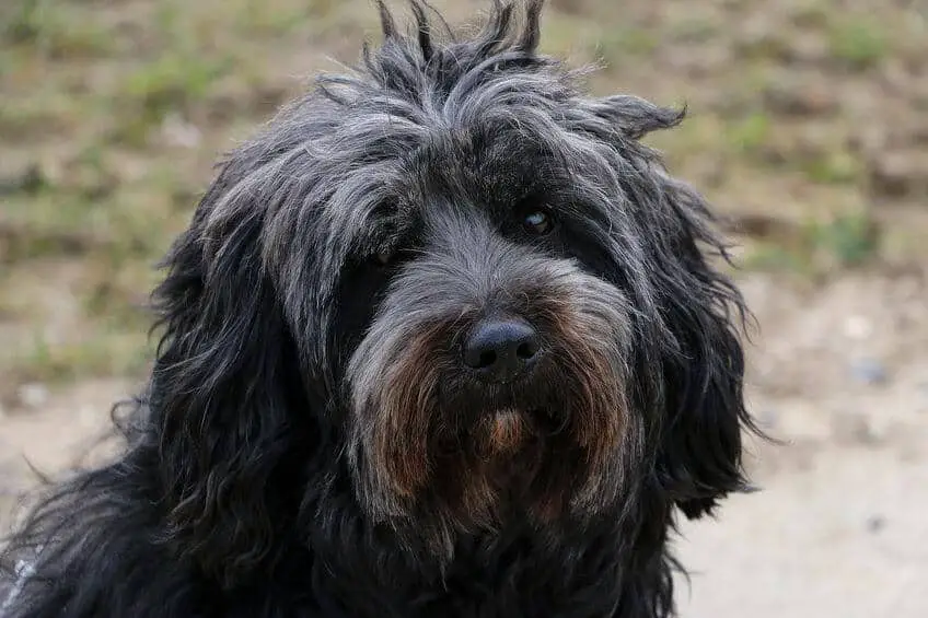 Close Up of a Tibetan Terrier