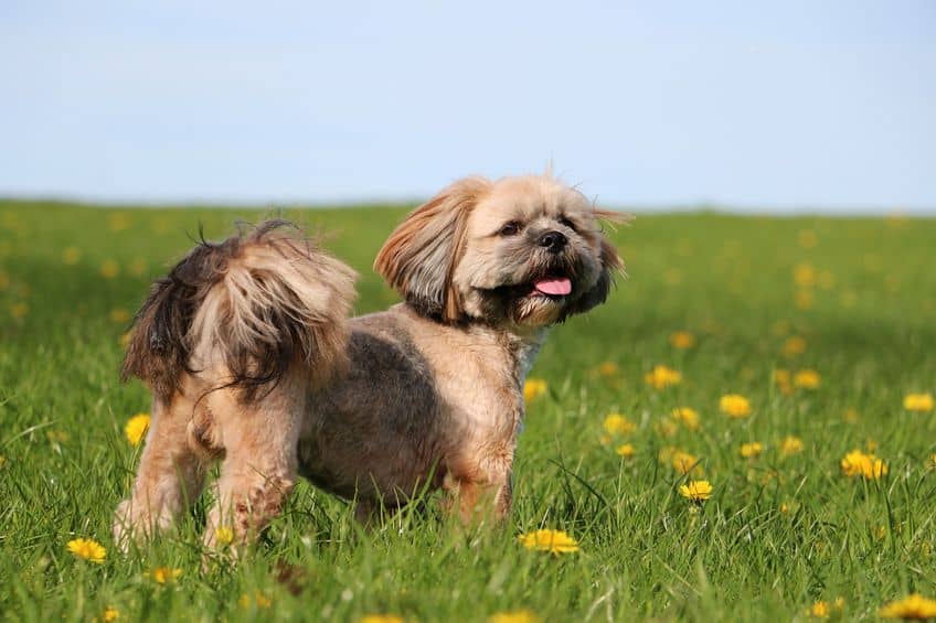 An Tibetan Lhasa Apso