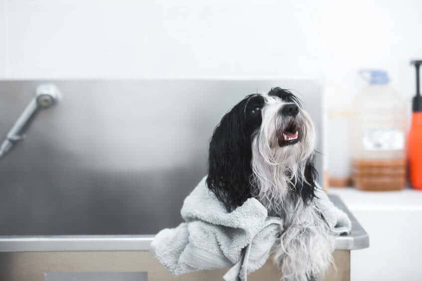 An Tibetan Terrier Getting a Bath