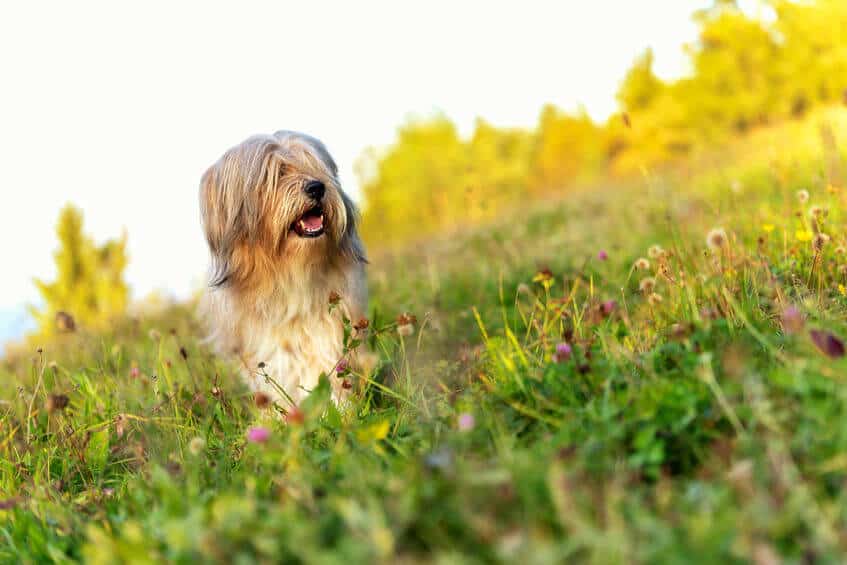 An Tibetan Terrier Out In A Field