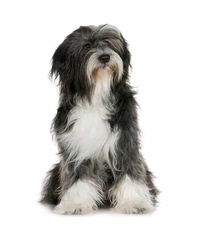 An Black and White Tibetan Terrier