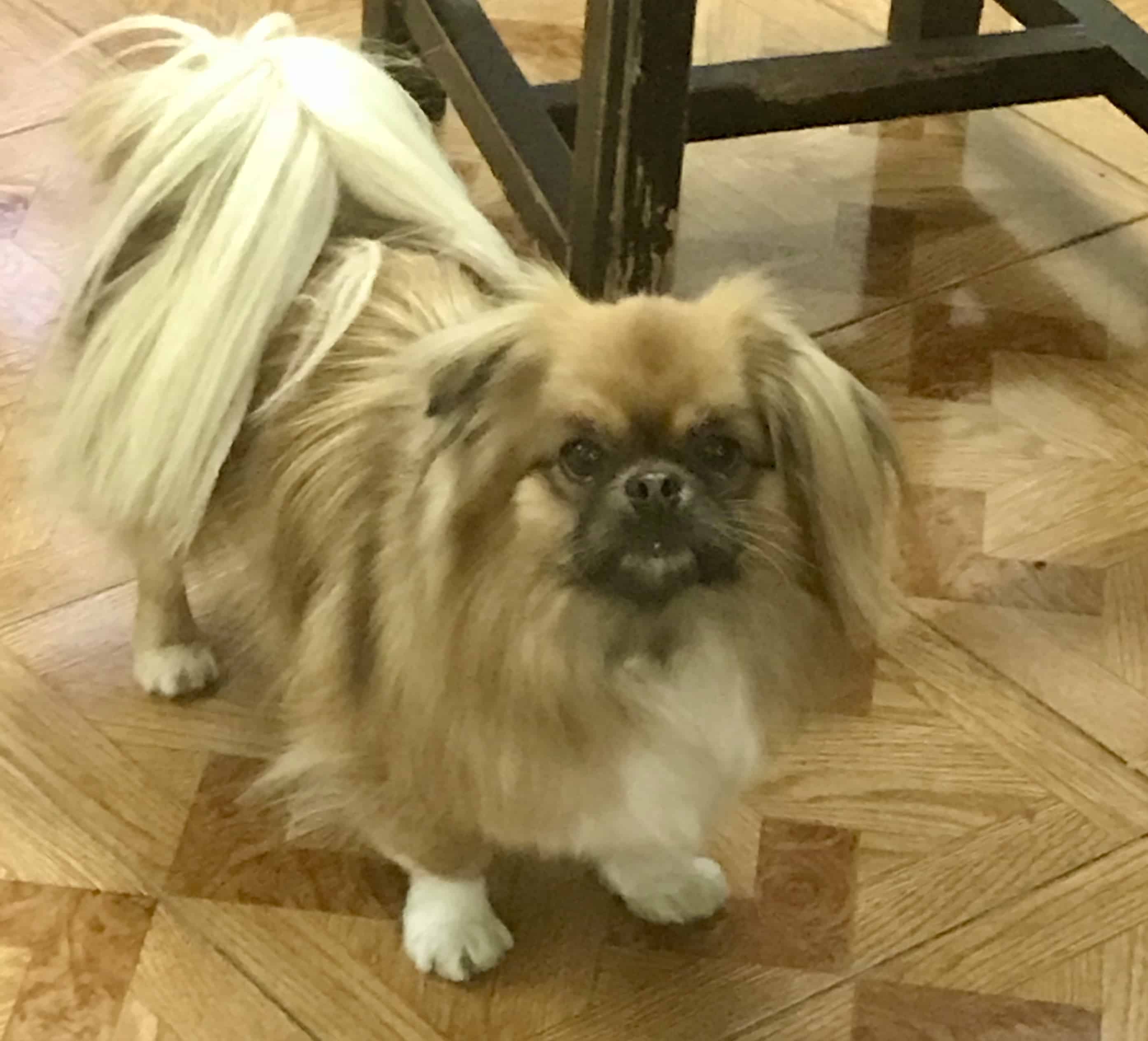 Tibetan Spaniel (Our Dog Dragon) 