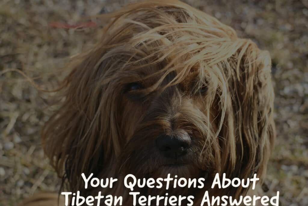 are tibetan terriers stubborn