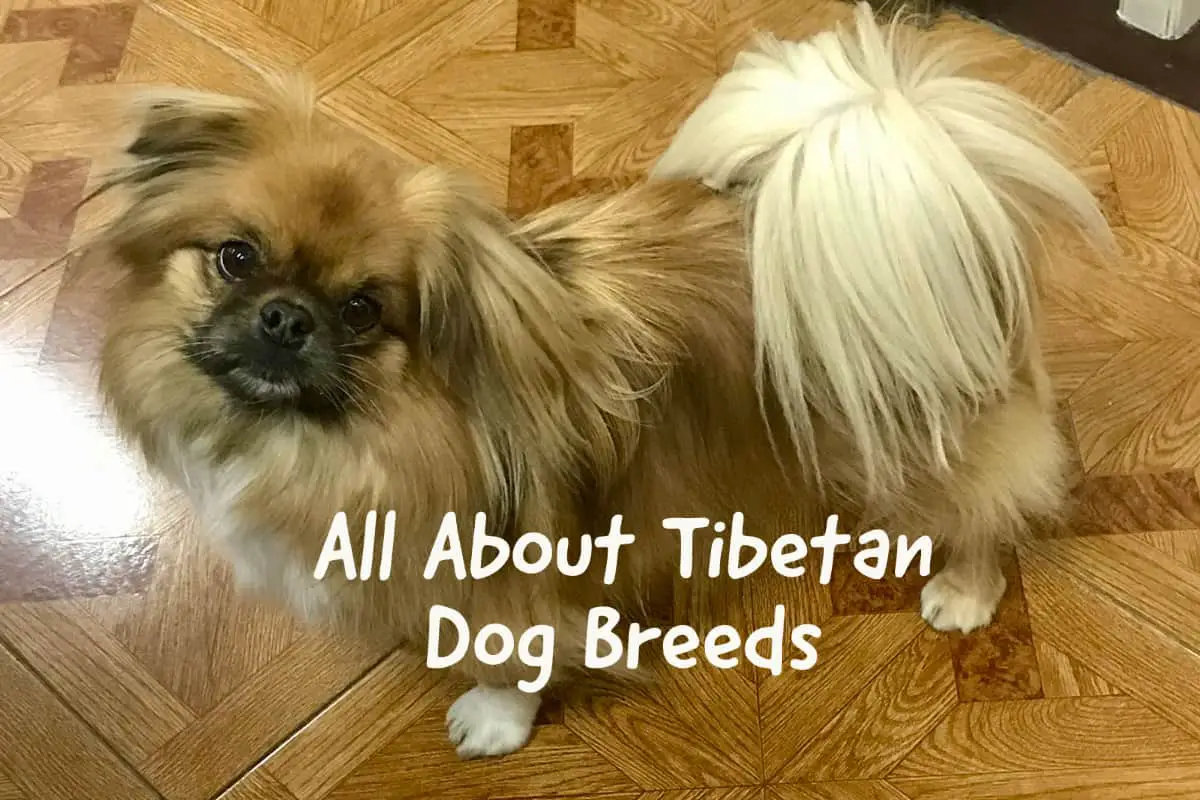 All About Tibetan Dog Breeds