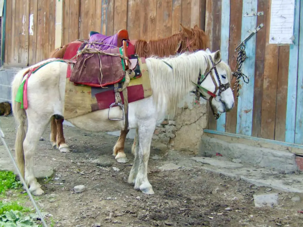 Nomad's Horses in Tibet