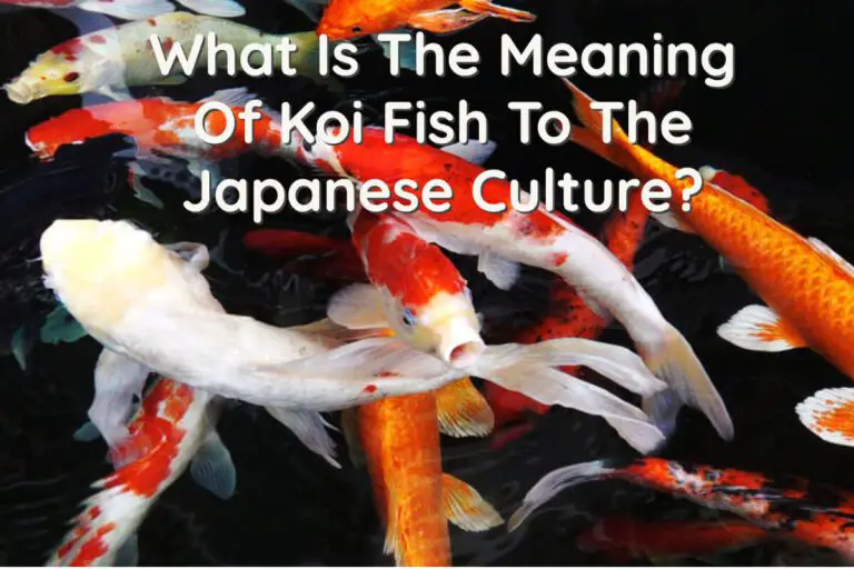 what-is-the-meaning-of-koi-fish-to-the-japanese-culture-a-bus-on-a