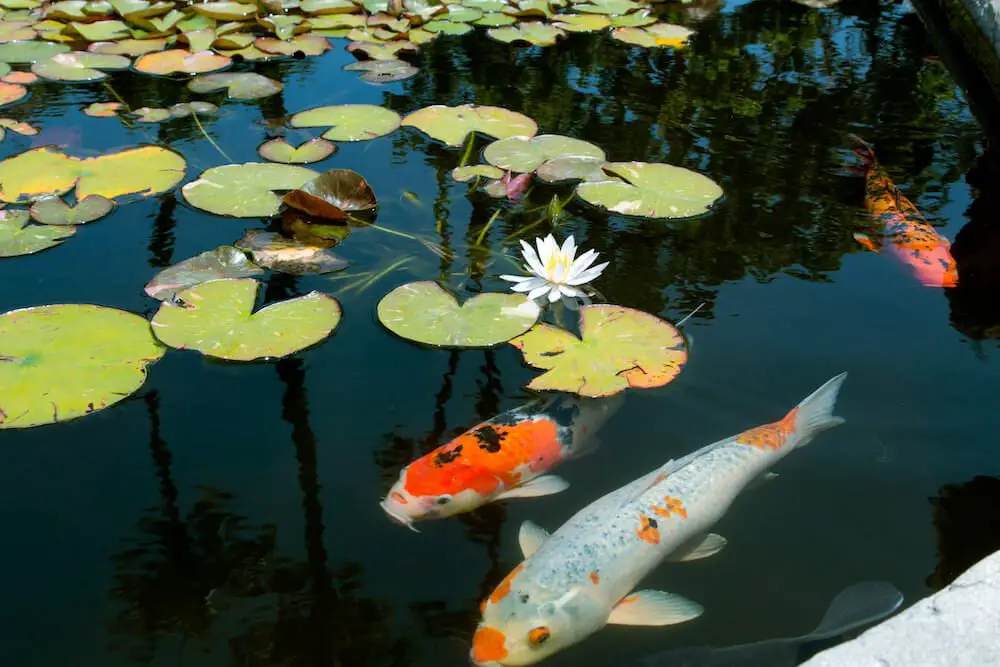 koi fish swimming in lotus pond