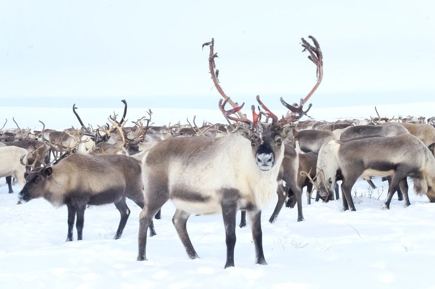 Reindeer in the sima tundra in the snow.