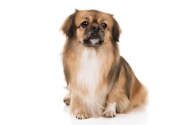  Tibetan Spaniel 