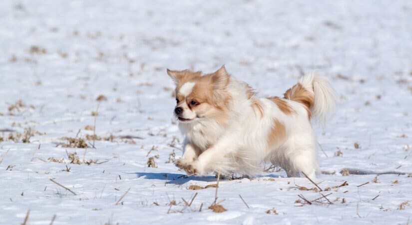 A Tibetan Spaniel with a white spot on the forehead