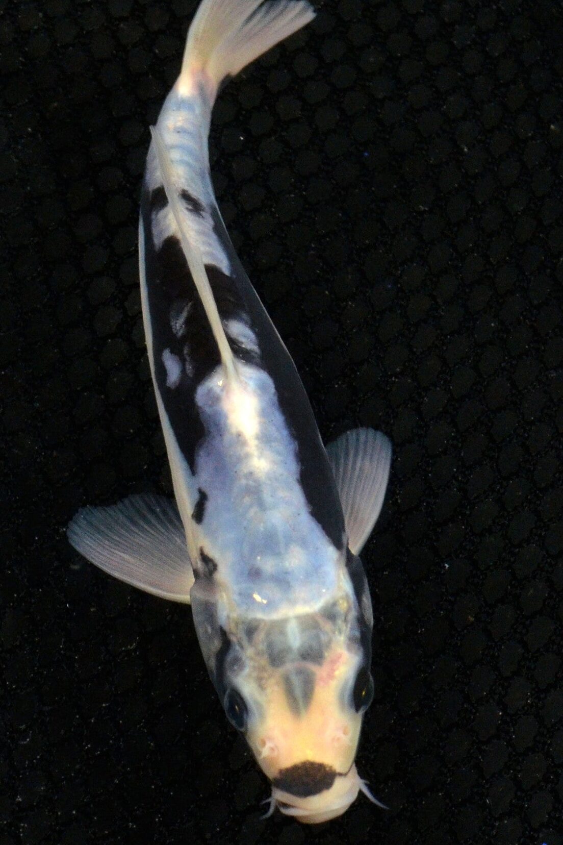Kumonruyi Koi Fish