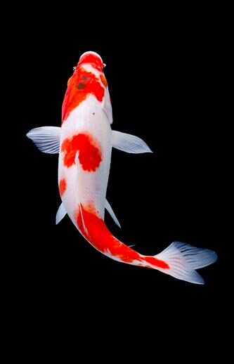 Kuchibeni Koi Fish