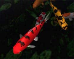 Bekko Koi Fish