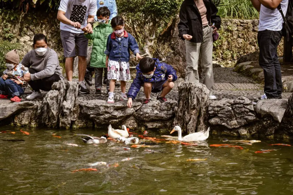 Koi Fish at Park