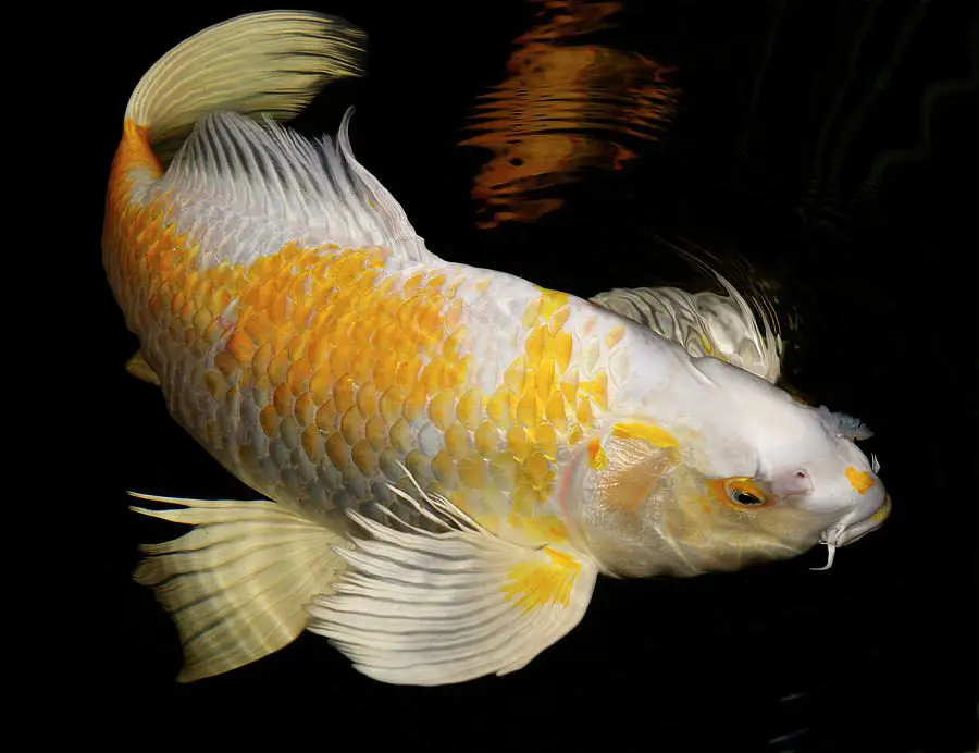 Yamabuki Koi Fish