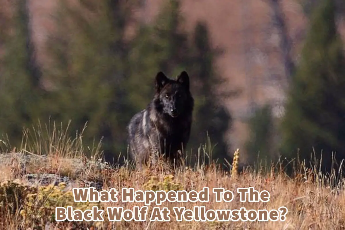 What Happened To The Black Wolf At Yellowstone?