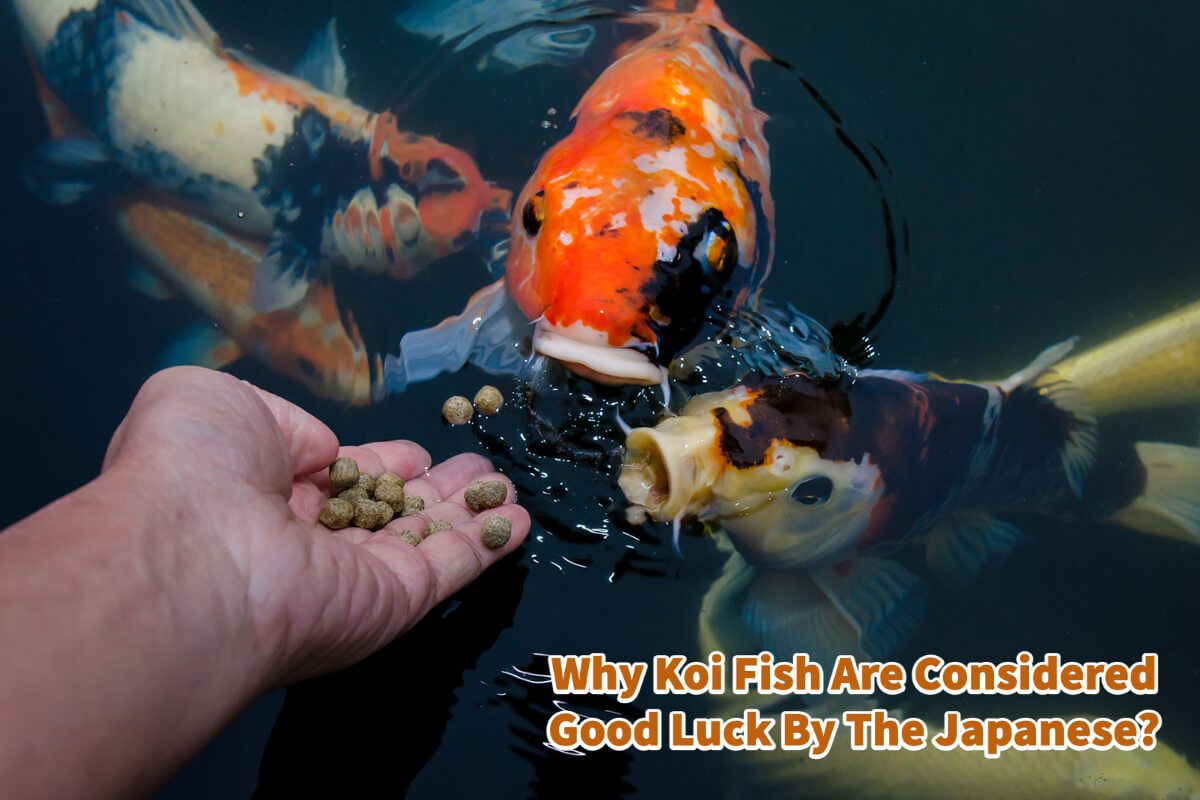 Why Koi Fish Are Considered Good Luck By The Japanese?