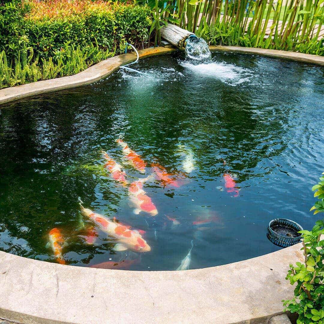 Why Koi Fish Are Considered Good Luck By The Japanese? A Bus On a