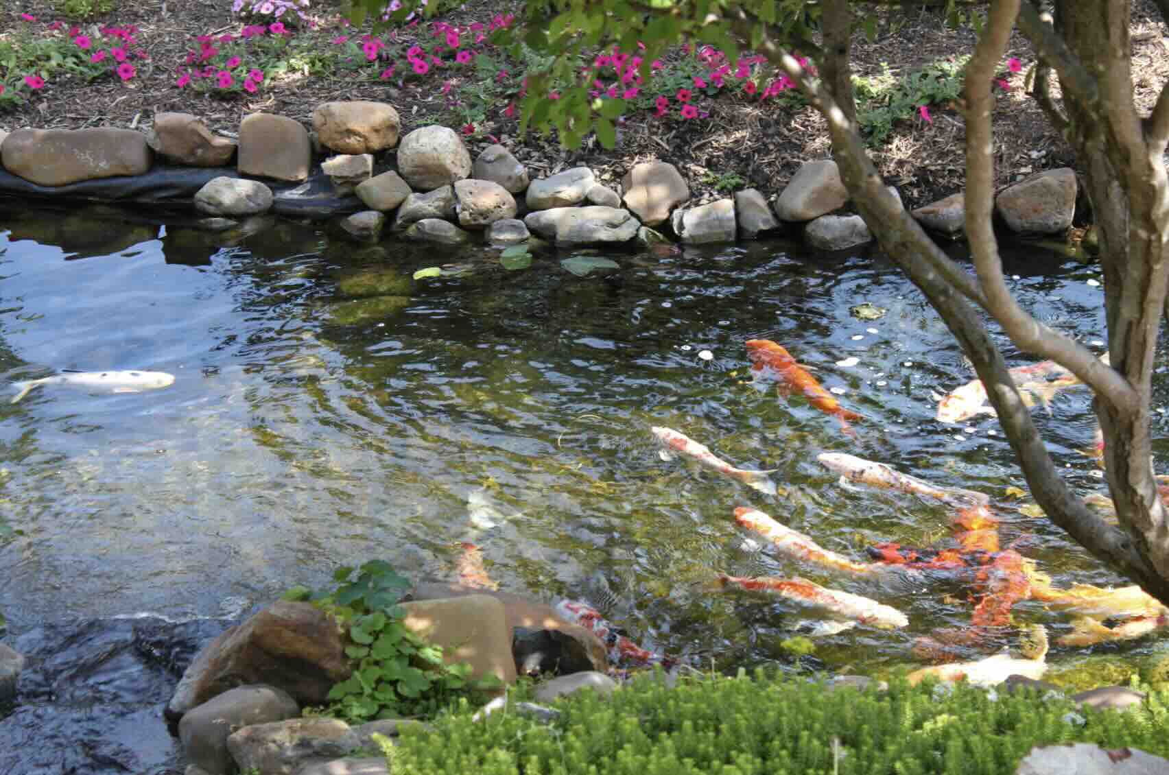 Unveiling the Lifespan of Koi Fish A Nomad's Guide A Bus On a Dusty Road