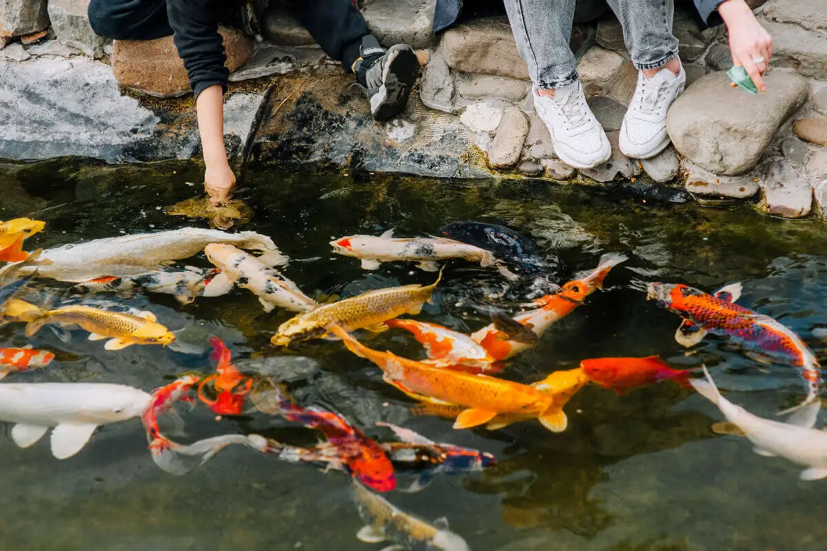 Unveiling the Lifespan of Koi Fish: A Nomad’s Guide
