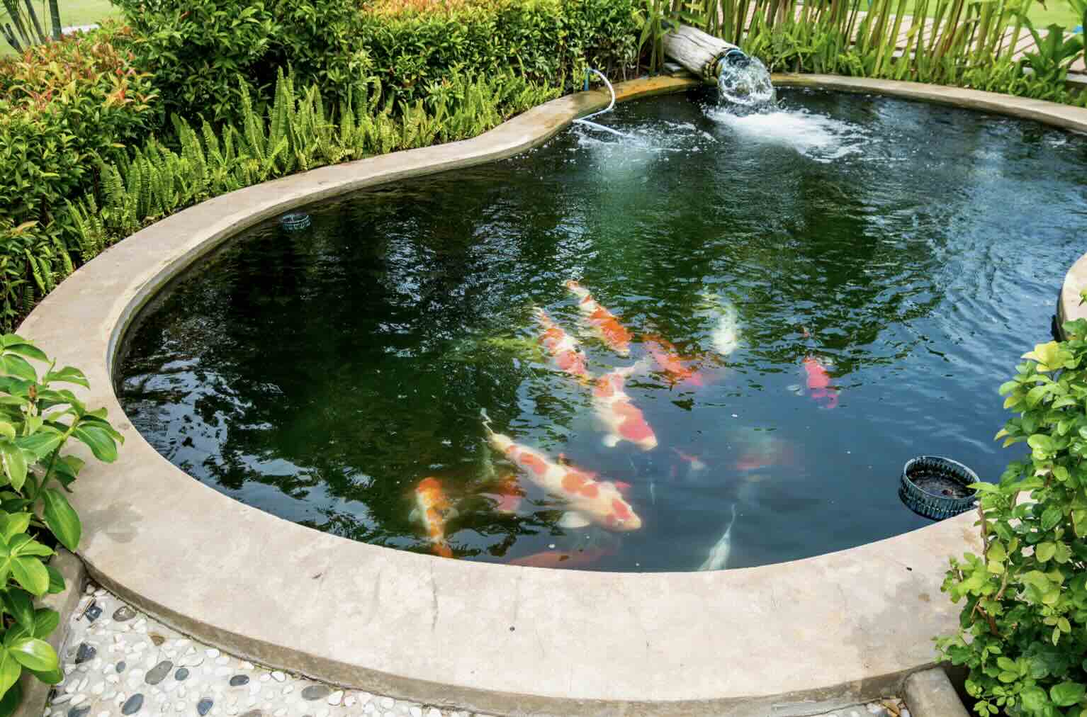 Uncover the Lifespan Secrets of Koi Fish: A Wanderer’s Guide - A Bus On ...