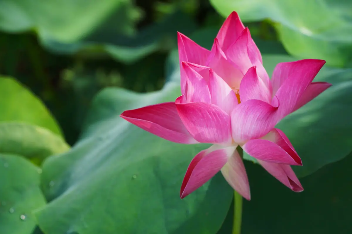 Exploring the Beauty of the Vietnamese Lotus