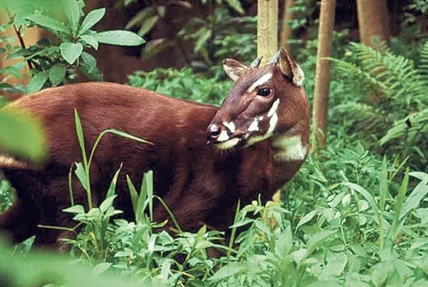 Saola also known as Asian Unicorn