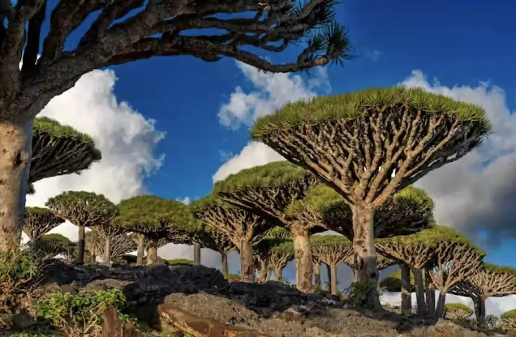 Socotra Island, Yemen