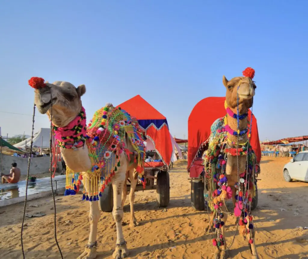 Pushkar Camel Fair