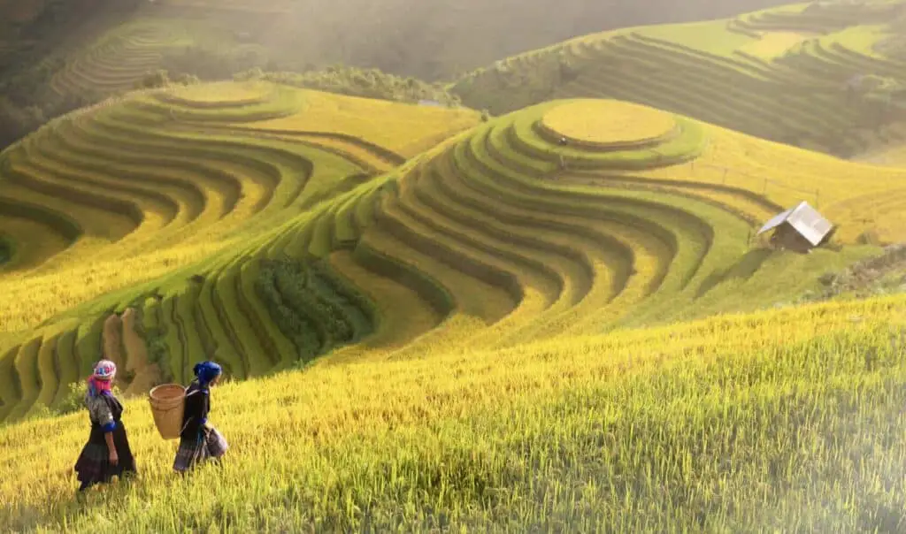Sapa's Rice Terraces