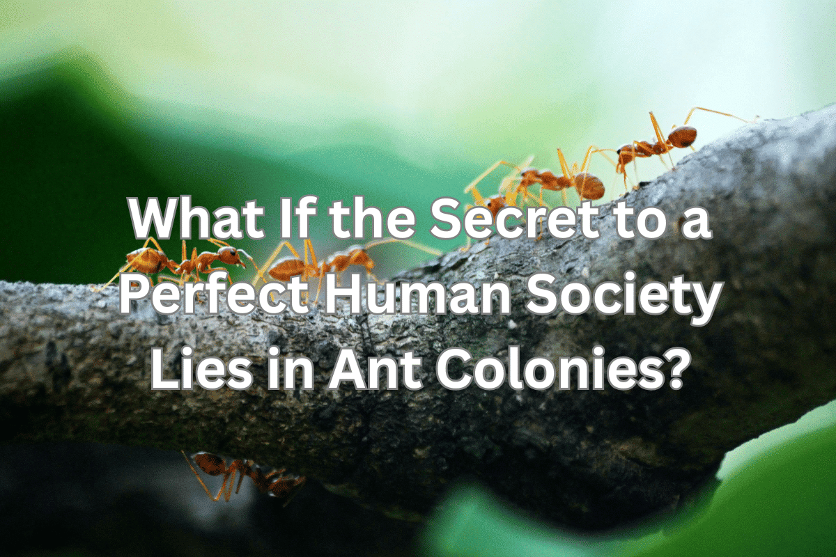 What If the Secret to a Perfect Human Society Lies in Ant Colonies?