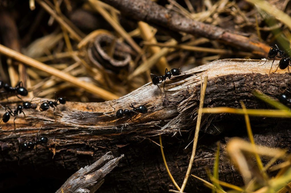 Ant Colony